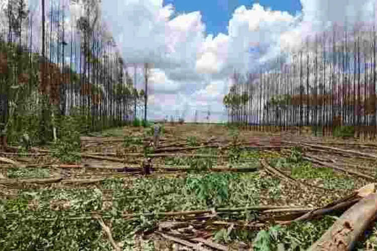 Police Probe Invasion of Kenyatta Family’s Ruiru Farm by Goons 