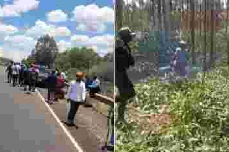 PHOTOS: Goons Invade Kenyatta Family’s Farm in Ruiru, Cut Down Trees and Steal Livestock 