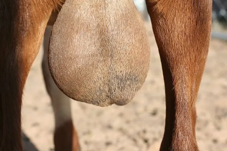 Chinese Woman in Kenya Charged with Stealing and Exporting Goat Testicles Worth Sh6 Million 