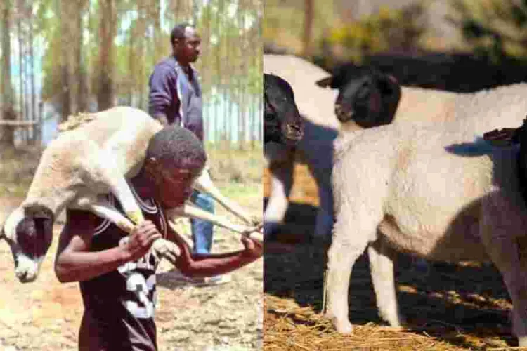 101 Sheep Stolen from Kenyatta Family’s Northlands Farm Recovered 
