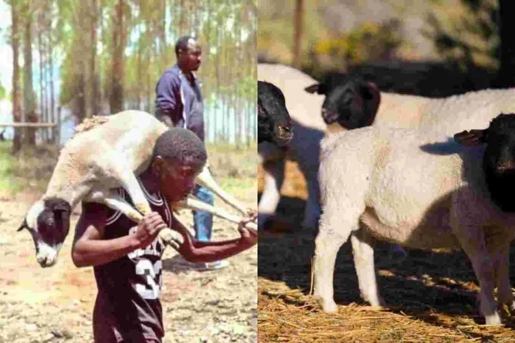 18 Dorper Sheep Stolen from Kenyatta Family’s Northlands Farm Secretly Returned 