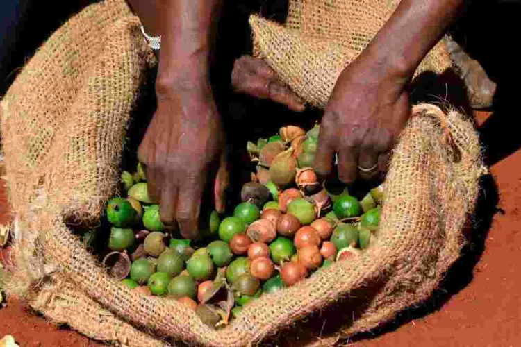 Kenyan Authorities Deport Eight Cartels for Exploiting Macadamia Farmers 