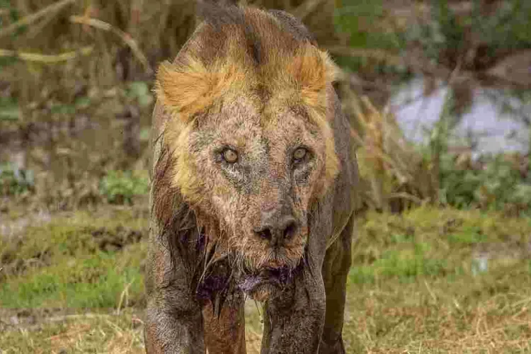 Oldest Lion in Amboseli National Park Killed by Herders