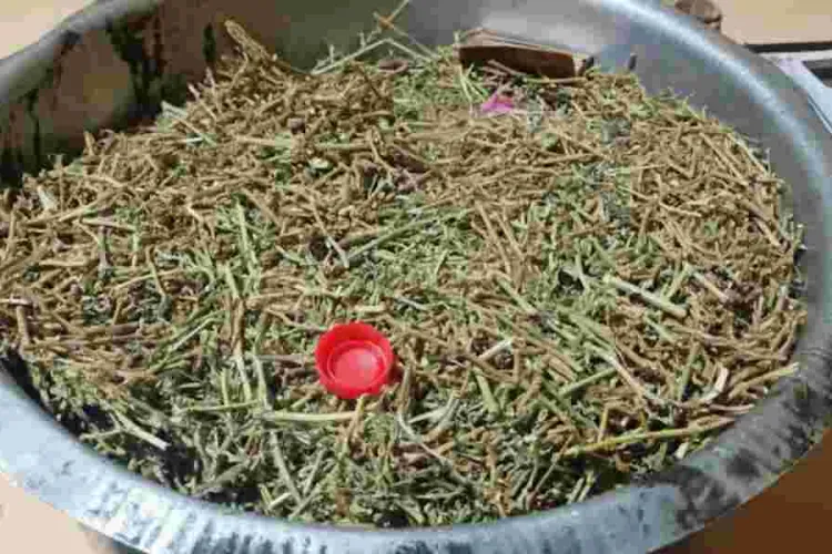 Seven Arrested Over Possession of Bhang in Nairobi 