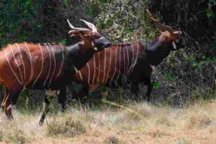 Meru To Import Endangered Rhinos and Bongos From the US