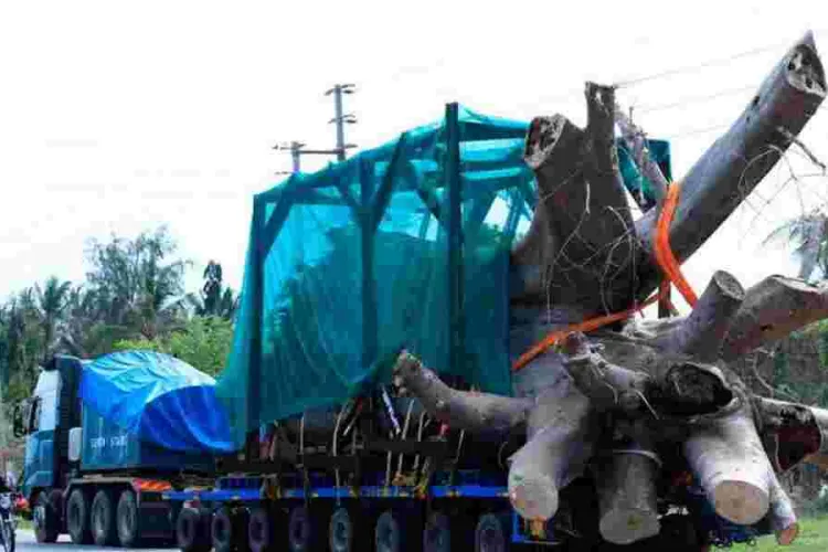 Two Kenyan Stowaways Arrested Hiding in Ship Transporting Baobabs to Georgia