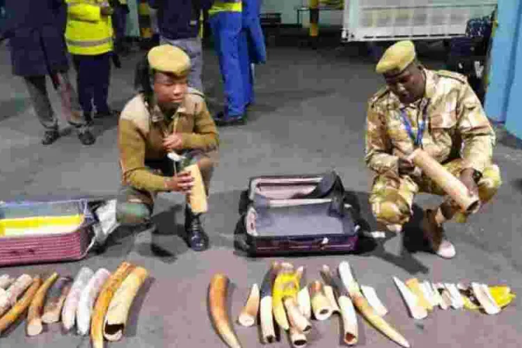 Indonesian Citizen Arrested With Ivory Worth Ksh10 Million At JKIA