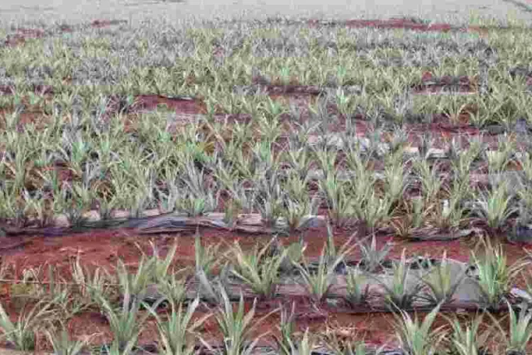 Workers Cry Foul as Del Monte Cuts Working Days to Cut Costs