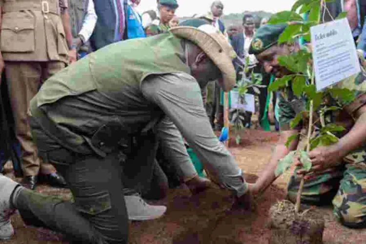 Kenya's Tree Planting Day Allegedly Crafted for Financial Gain