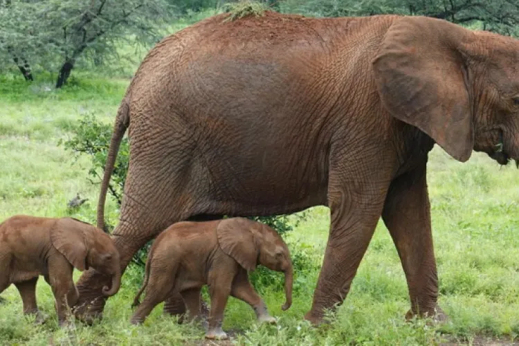 Rare Elephant Twins Born in Kenya, a Captivating Moment Caught on Camera