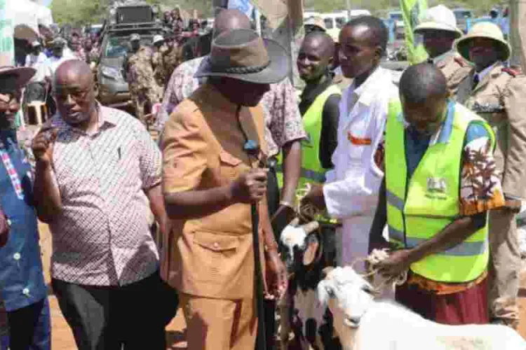 Ruto and Gachagua Acquire 1,000 Goats for Sh15 Million at Kimalel Goat Auction