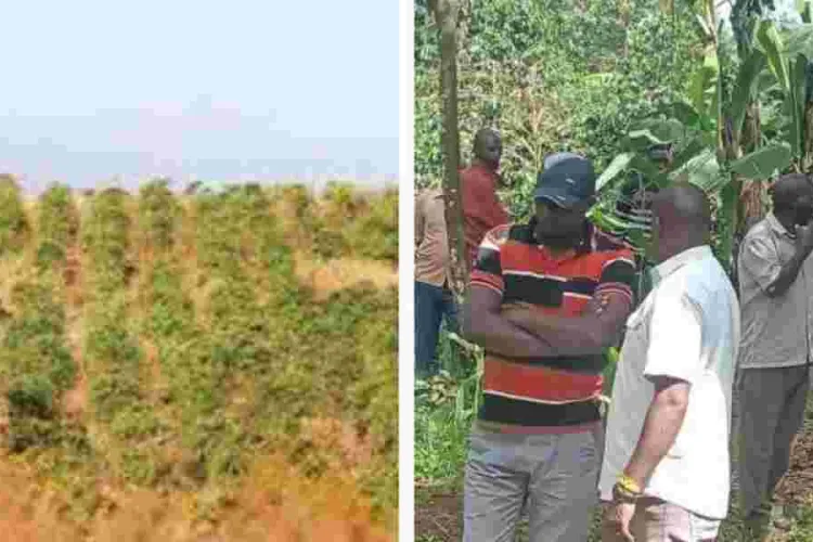 60-Year-Old Woman Brutally Murdered, Money Left Untouched