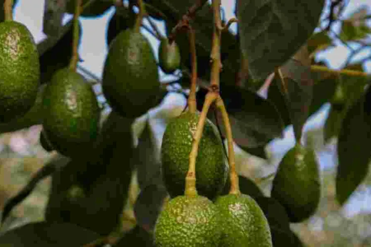 Renewed Hope for Farmers as Ovacado Exports Resume 