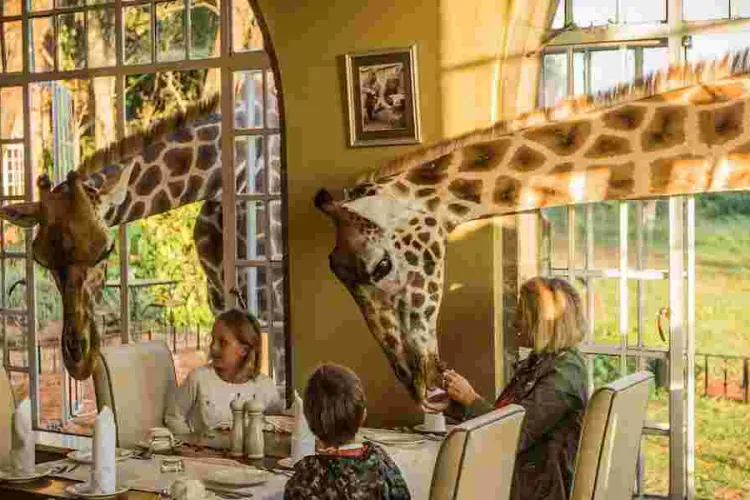 Kenyan Hotel Giraffe Manor Ranked Among the World's Top Instagrammable Hotels