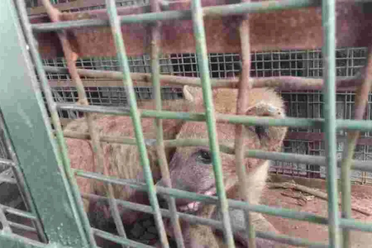 KWS Swiftly Captures Stray Hyena in Embakasi