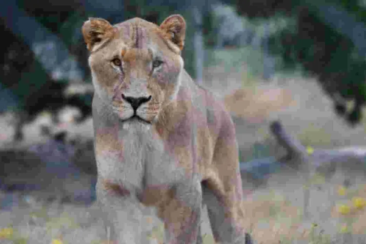 Women Rally Behind Makena, the Dog-Eating Lioness in Ongata Rongai