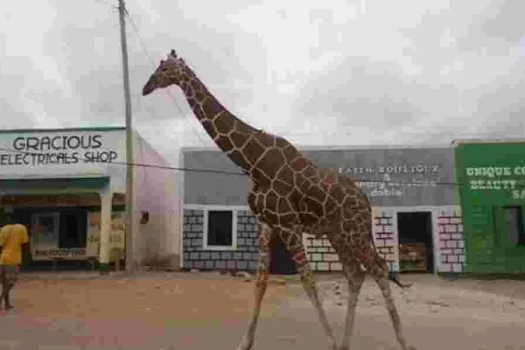 Poaching Crisis Threatens Garissa's Iconic Giraffes and Antelopes