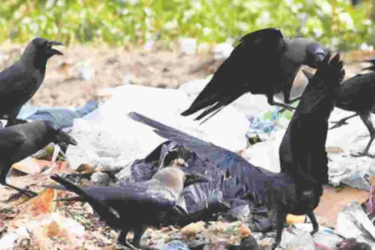 Kenya's Bold Plan to Eliminate One Million Crows by 2025