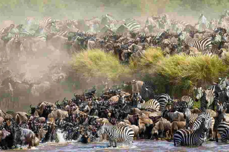 Maasai Mara Fee Hike Drives Tourists to Serengeti as Wildebeest Migration Begins