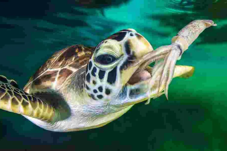 Malindi Resident Charged Over Possession of Endangered Green Sea Turtle