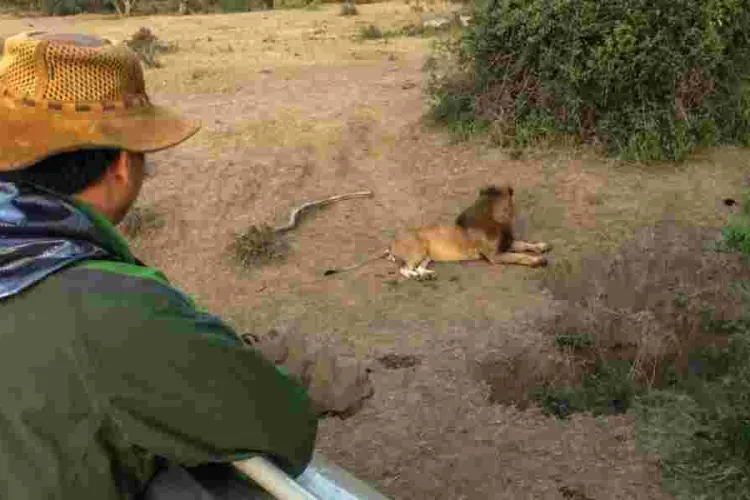 How Chinese Tourist Boosts Local Incomes in Maasai Mara