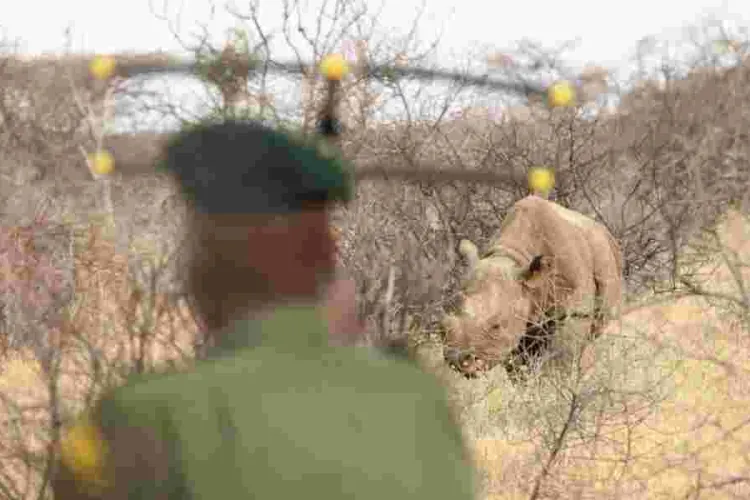 Kenya Celebrates Tourism Week with Free National Park Access