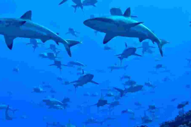 Kenyan Fishermen Face Charges in Madagascar for Illegal Shark Trade 