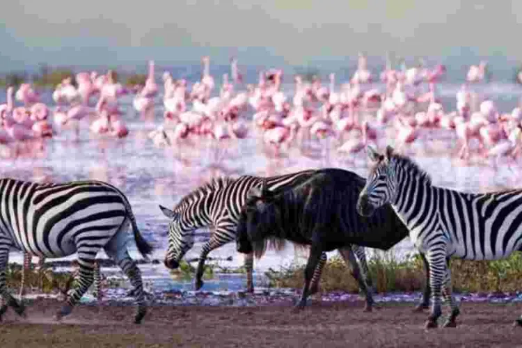 High-Tech Tracking as Nakuru's Wildlife Census Goes Digital