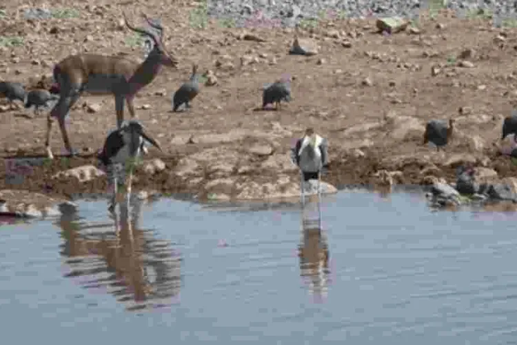 Report: African Wildlife Numbers Drop 76% in Five Decades