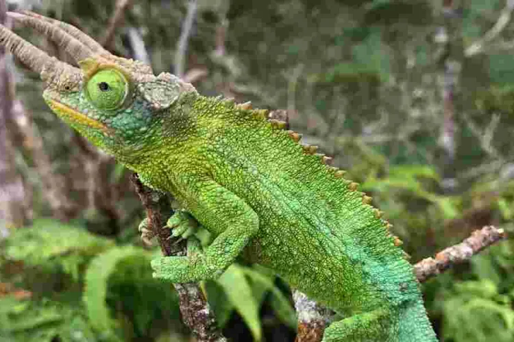 Kenya's Exotic Pet Trade Threatens Rare Species