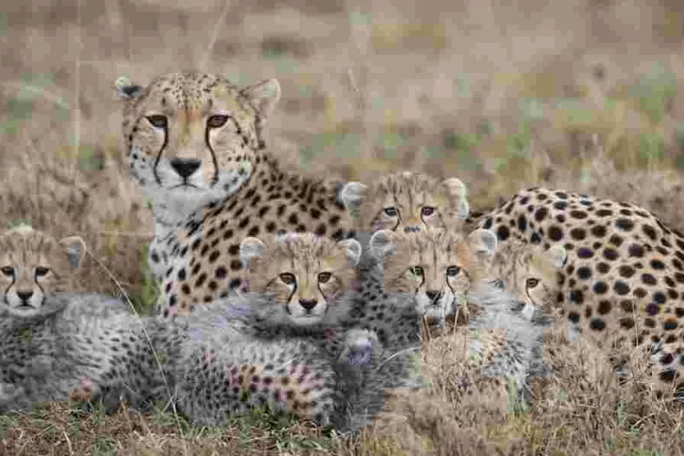 How Luxury Pet Trade Pushes Kenyan Cheetahs Toward Extinction