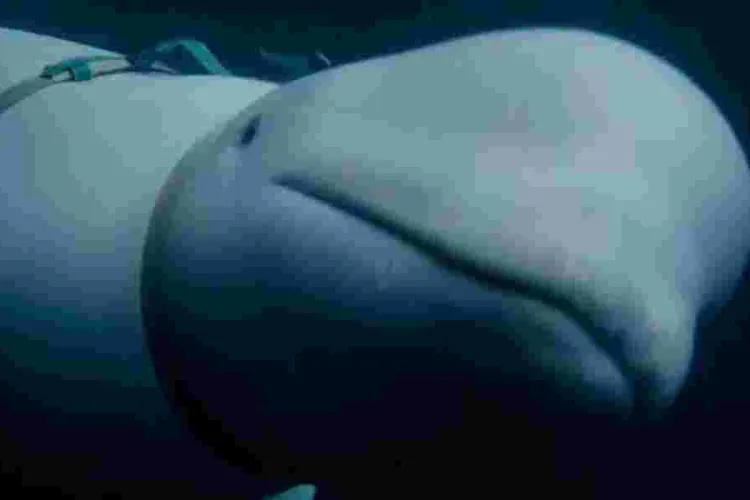 How a Russian Military-Trained Beluga Whale Ended Up in Norway