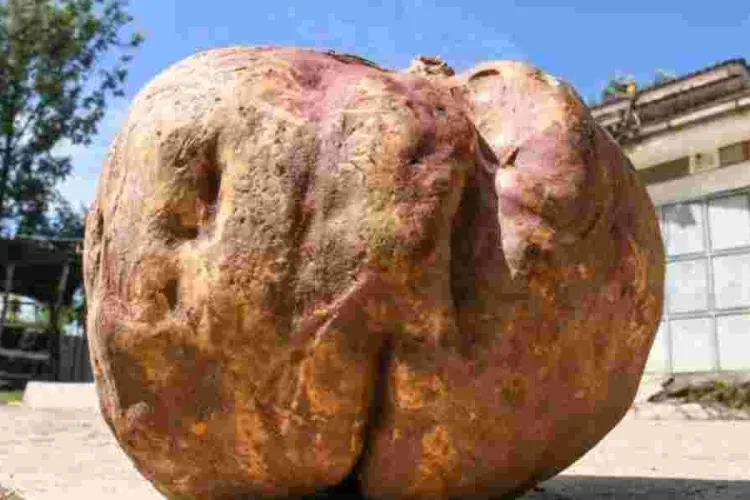 Is This Kenya's Largest Sweet Potato? Nakuru Farmer's Record-Breaking Harvest