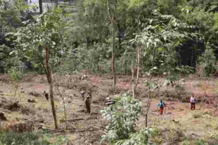 Kenya Loses 6 Million Eucalyptus Trees in Six Months