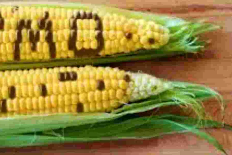Kenya Set to Introduce GMO Maize After Public Consultation Period