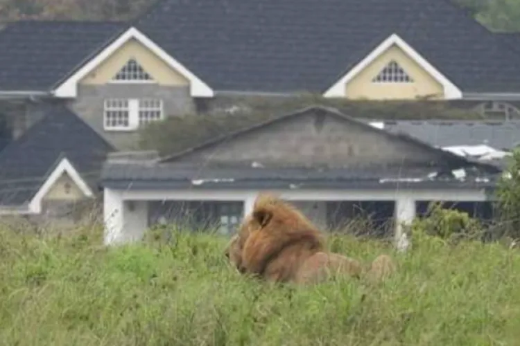 KWS Captures Stray Lioness in Rongai