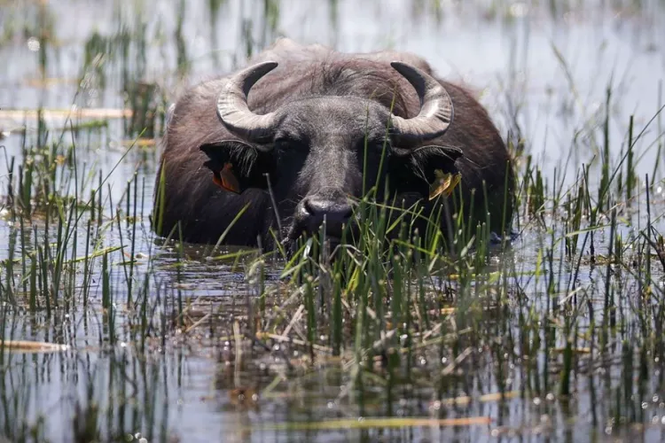Kenya Approves Water Buffalo for Meat and Dairy Production Under New Classification