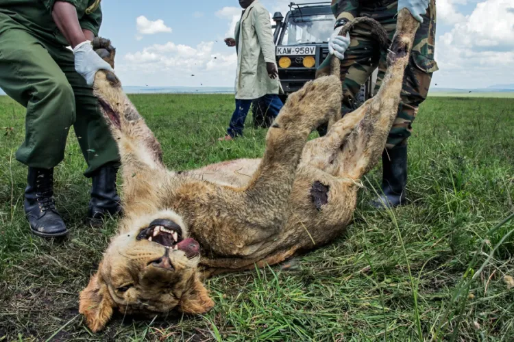 How Wildlife Poisoning Threatens Biodiversity in Maasai Mara