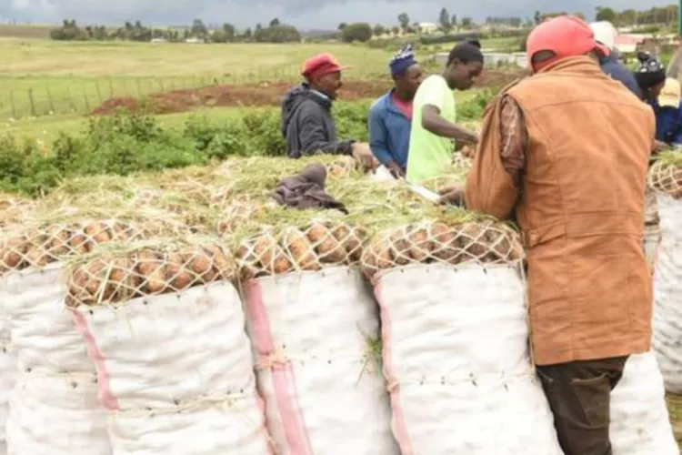 Nyandarua Potatoes Among Most Contaminated, Study Finds