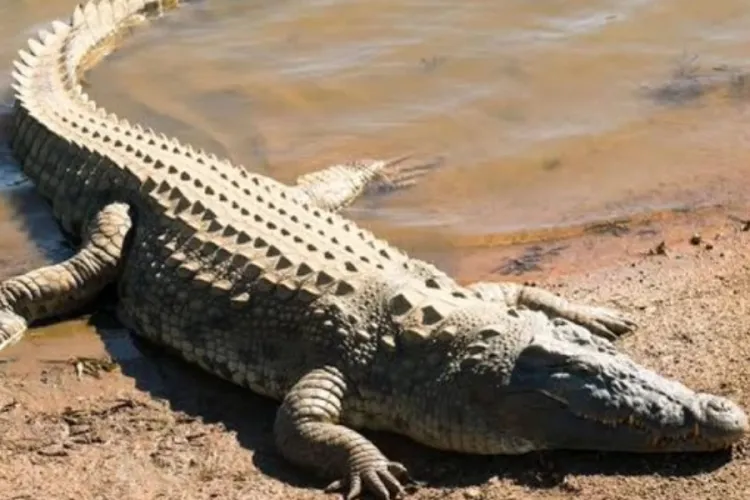 Boy, 13, Killed by Crocodile While Fetching Water in Makueni