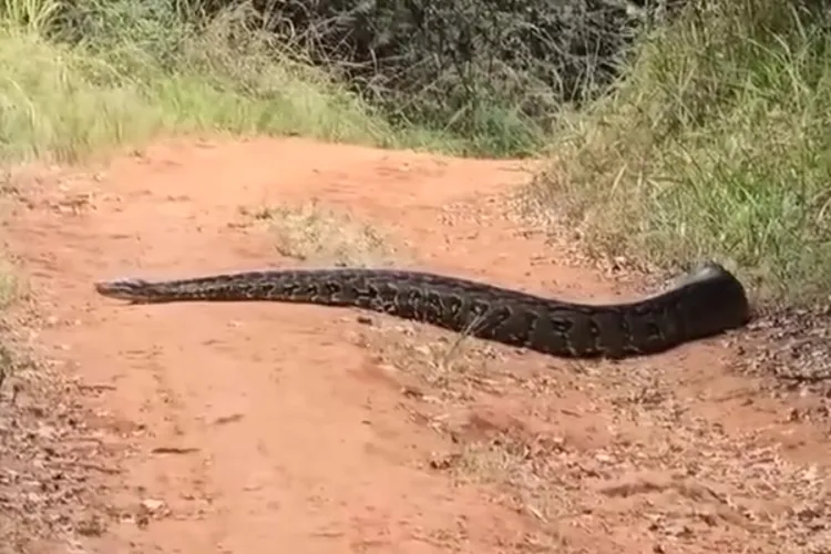 KFS Issues Safety Advisory Following Alleged Python Sighting in Karura Forest