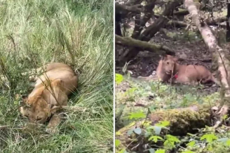 Six Lions Poisoned in Maasai Mara Days After World Tourism Day Celebrations