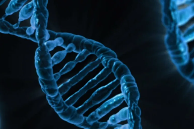 Claims of Fake DNA and Birth Certificate Fuel Nairobi Custody Fight