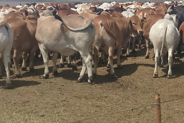 Kalenjin Elders to Honour Raila Odinga with Rare Tribute of 80 Bulls