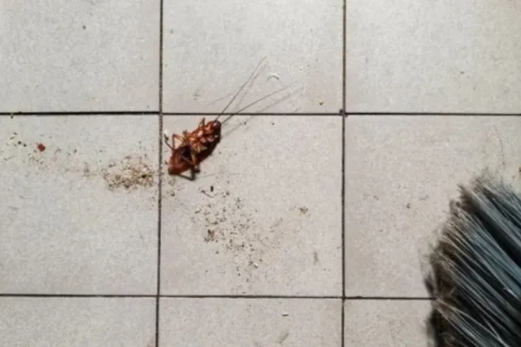 Woman’s Attempt to Burn Cockroach Triggers Apartment Fire in South Korea