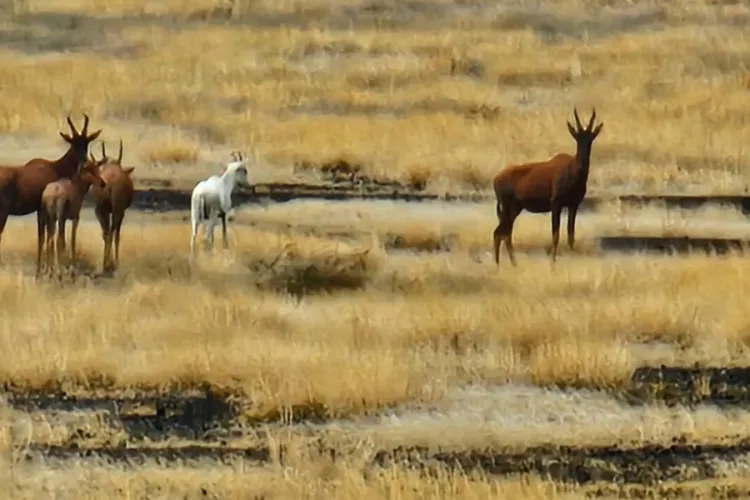 Rare Albino Tiang Spotted at Sibiloi National Park