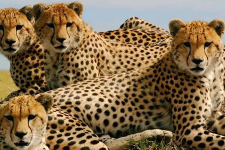 Kenya Joins Namibia and Botswana in Supplying Cheetahs for India’s Rewilding Effort