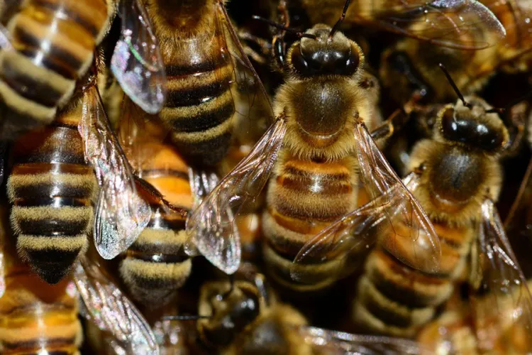 Grade One Pupil Dies After Bee Attack in Homa Bay