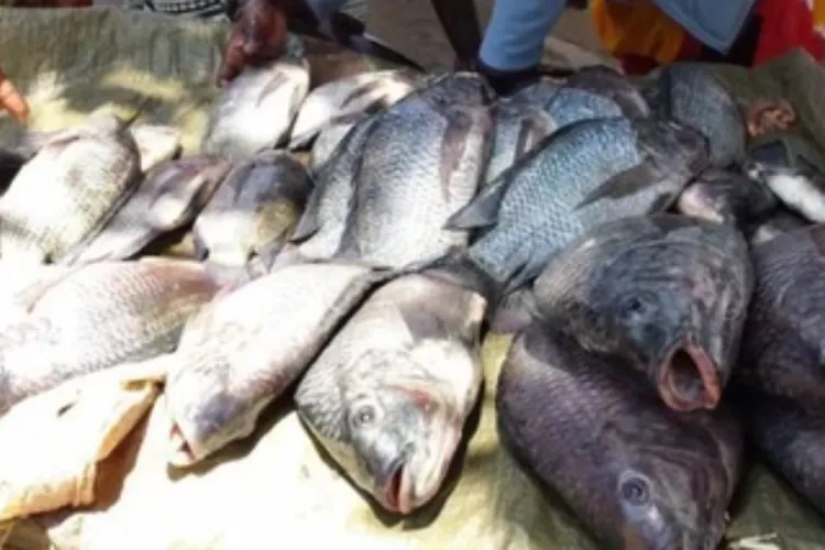 Study: 60% of Kisumu Fish Contaminated with E. coli