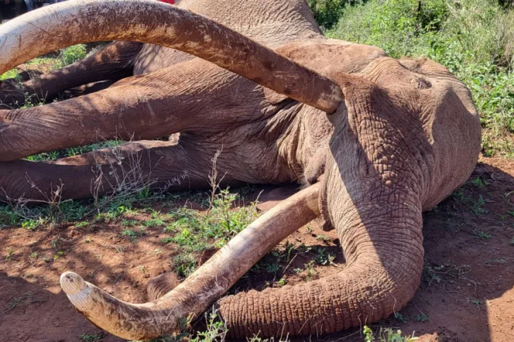 Craig, Kenya’s Legendary Elephant and Tusker Brand Icon, Dies at 54